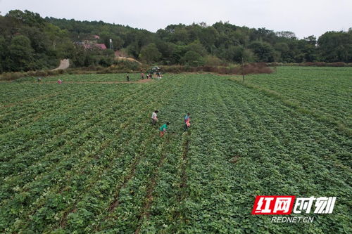 永州东安 农作物丰收忙采收，田间忙碌好风景
