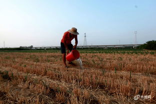 临沂平邑县启动抗旱Ⅳ级响应，全力保障农作物与苗木生长