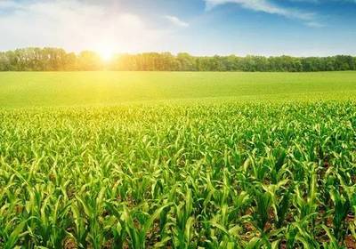 2017年国家政策扶持的农业水果项目解析