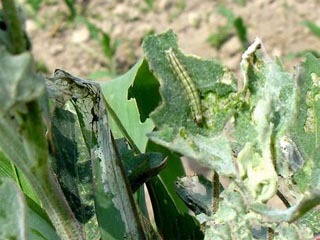绿色果园守护者 生物防治技术在水果病虫害管理中的应用与展望