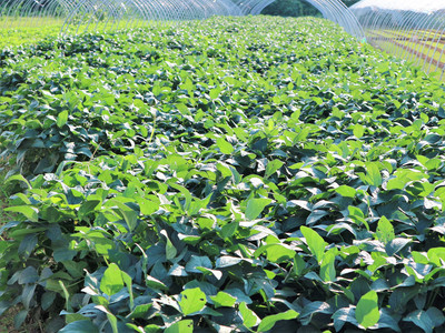 农村大嫂巧种反季甜瓜，一年两茬创收旺，亩入过万笑开颜