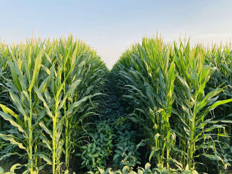 四川农大留学生 把实验室的智慧“搬”回家乡的土地