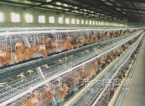 五莲县煜鑫畜牧机械厂 专业家禽养殖设备供应商