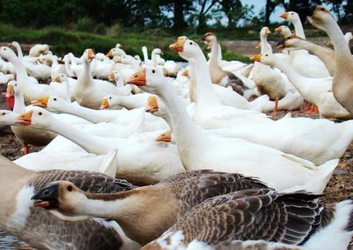 农村放养家禽的可行性与实践指南