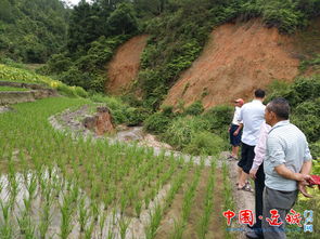 农业技术人员深入田间指导水果灾后生产恢复