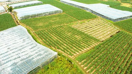 4K航拍视角下的农田与水果之美