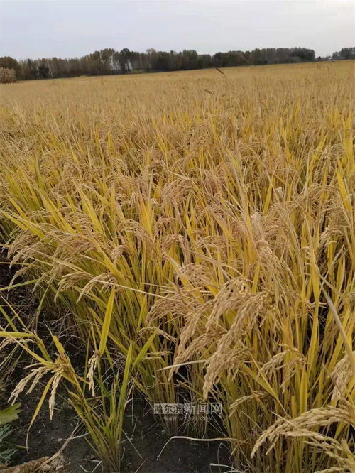 黑龙江秋收过半，农作物收获面积突破1.23亿亩