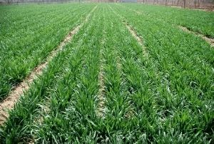 2021年春季主要农作物科学施肥指导意见解读与实施建议