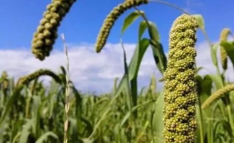 农产品精深加工的掘金之路（下） 聚焦苗木产业的高附加值转型