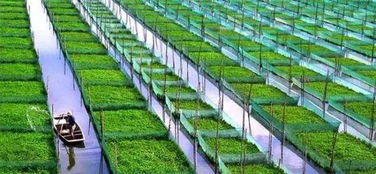 二十年耕耘，八大巨变 中国农业的未来图景与青年机遇