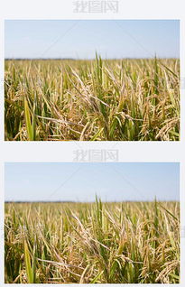 从种子到收成 数字化素材赋能现代农业种植与设计