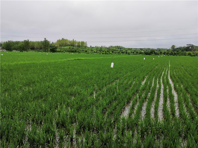 绿色防控绘新篇 河南商城县荣获全国农作物病虫害“绿色防控示范县”称号