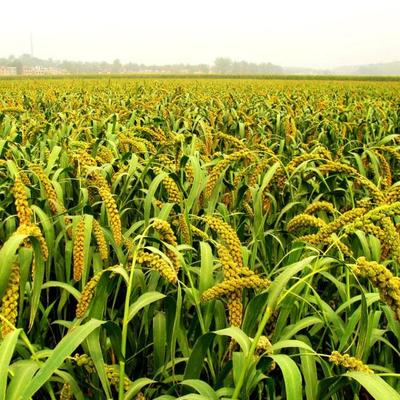 驯化的力量 从野生苗木到作物祖先的生命史诗